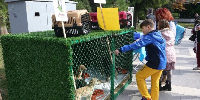 Her Sokak Hayvanına Bir Sahip