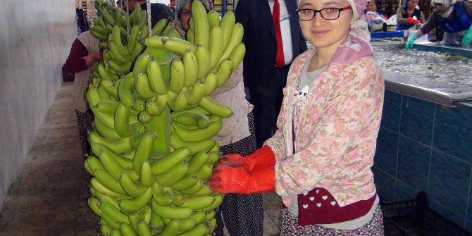 Silifke’de Domatesin Ve Çileğin Yerinde Muz Seraları Yükseliyor