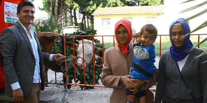 Dörtyol’da Genç Çiftçilere Damızlık Düve Desteği