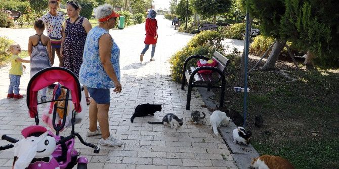 Antalya’da Kedi Katliamlarının Önlenmesi Çalışmaları