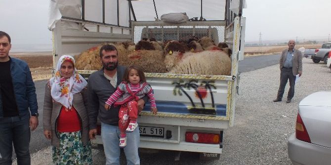 Samsatlı Genç Çiftçilere Hayvan Dağıtımı Yapıldı