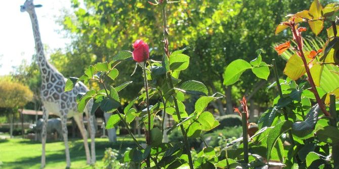 Güz Gülleri Kartpostallık Görüntüler Oluşturdu