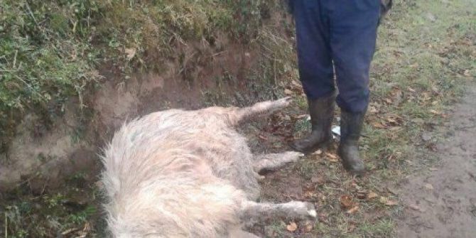 Ordu’da Aç Kurtlar 17 Koyunu Telef Etti