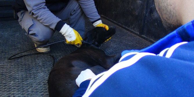 Yaralı Köpek İçin Ambulans Çağrıldılar