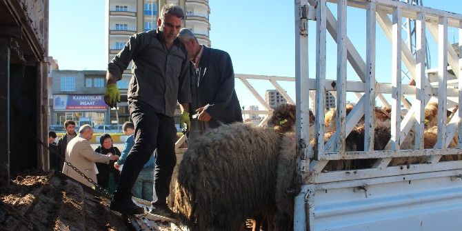 Kahta’da Genç Çiftçilere 120 Adet Koyun Dağıtıldı