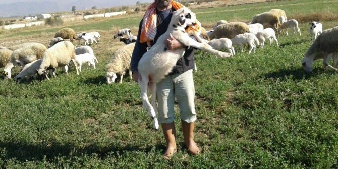 Aydın’da Çobanlar Sandık Başına Gidiyor