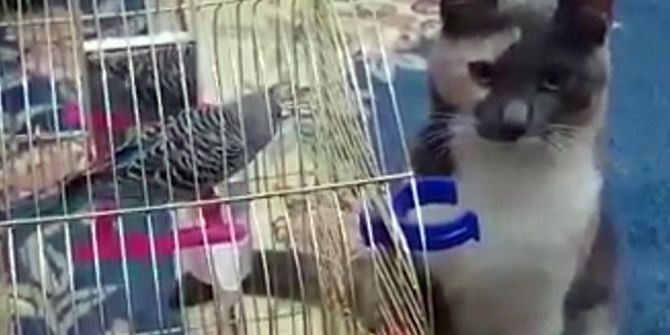 Kuşadası’nda Kedi İle Muhabbet Kuşunun İmrendiren Dostluğu