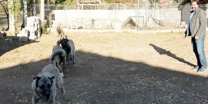 150 Yıllık Secereli ’Panter Kangal’ Irkını Uşak’ta Yetiştiriyor