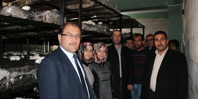 Genç Çiftçi Projesi İle Kendi İşinin Patronu Oldu