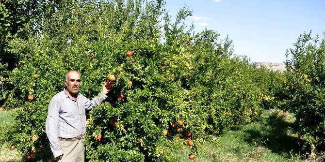 Kahta İlçesinde Nar Üreticileri Dertli