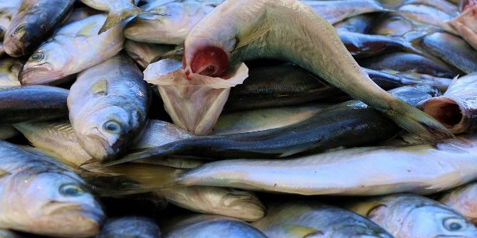 Balık Tezgahlarında Çinekop Bereketi
