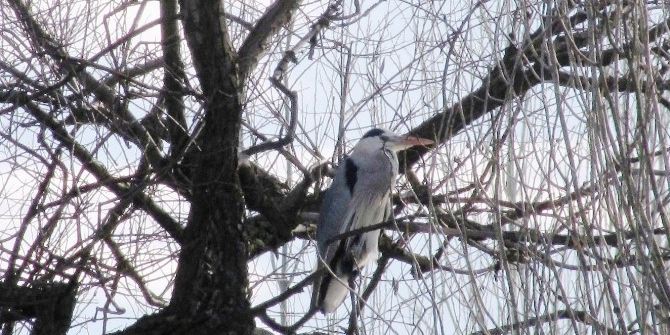 Hisarcık’ta Balıkçıl Kuşu İlgi Odağı