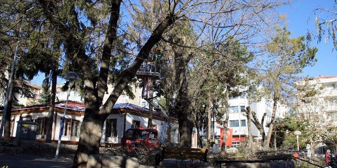 Ağaçlara Mevsimlik Bakım