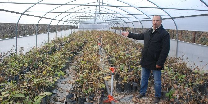 Popüler Ceviz Fidanı Yetiştiriyor