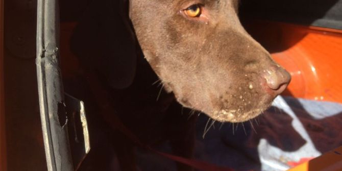 Siirt’teki Arama Çalışmalarına ’Eto’ İsimli Köpek De Katıldı