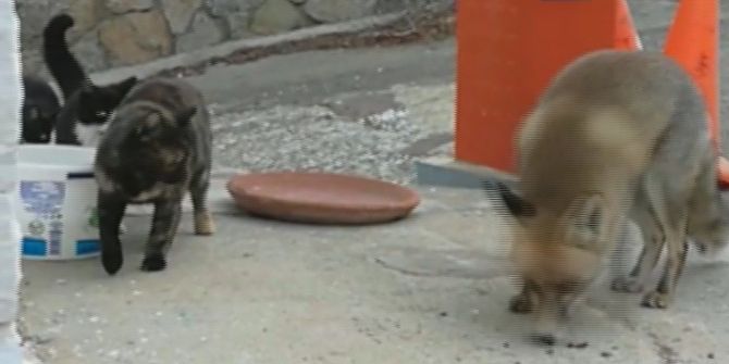 Yavru Tilki İle Kedilerin Dostluğu