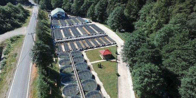 Altındere Alabalık Üretme İstasyonu’nda Sağım Çalışmaları Başladı