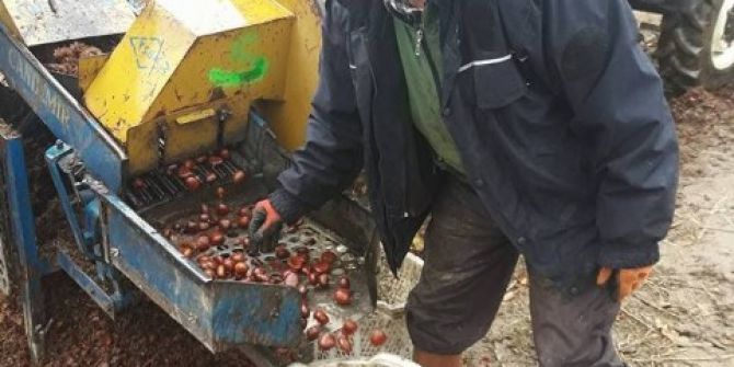 Kestane Üreticisi Yeni Sezon Fiyatlarından Umutlu