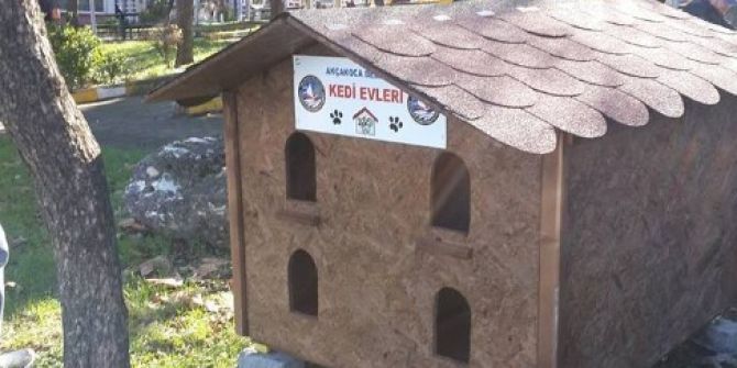 Kediler Evlerine Kavuştular