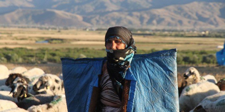 Muş’ta 4 Bin Tl Ücretle Çoban Aranıyor