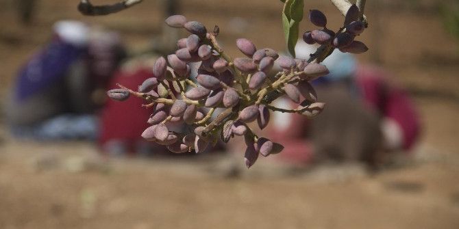 Yöreni Yeşil Altınının Her Yönüyle Ele Alındığı Katalog Hazırlanıyor