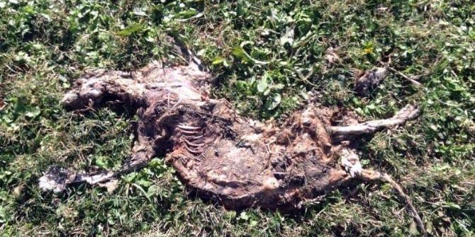 Antalya’da Kedi Katliamı Durdurulamıyor