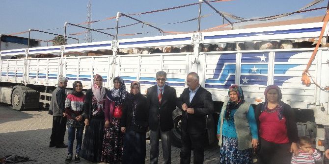 Kırıkhan İlçe Gıda Tarım Ve Hayvancılık Müdürlüğü’nden Çiftçilere Karşılıksız Büyükbaş Hayvan