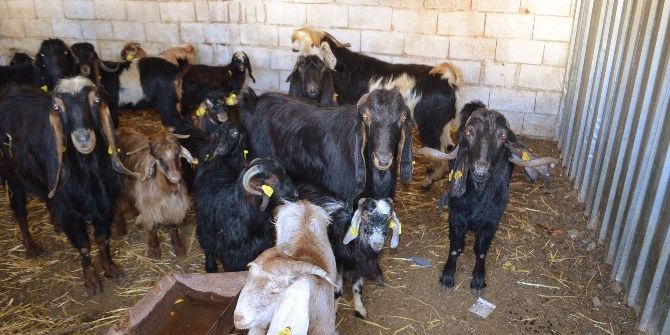 Kırıkhan’da 41 Adet Kaçak Keçi Yakalandı