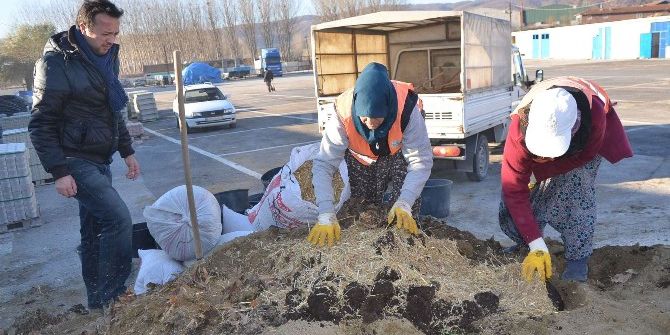 Bozüyük Belediyesi Kuru Yapraklardan Solucan Gübresi Üretecek