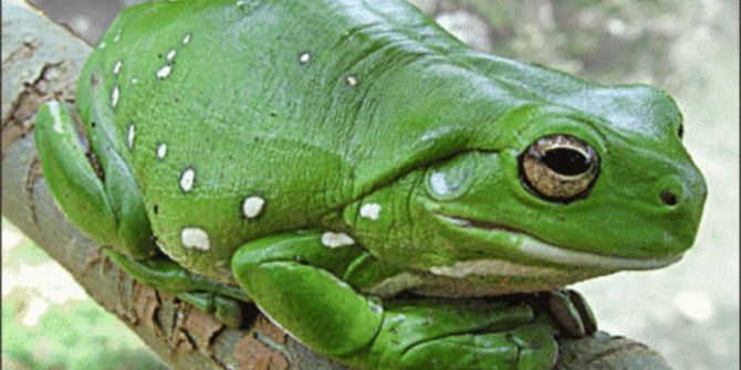 Adrenalin Dünyası’nda ‘Dev Ağaç Kurbağası’ Ziyaretçilerini Bekliyor