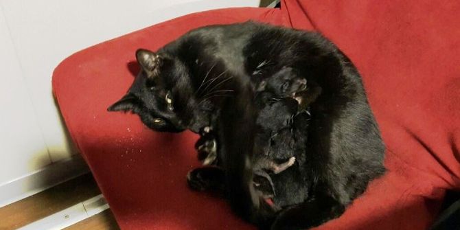 Yolcu Gemisinde 5 Yavru Dünyaya Getirdi