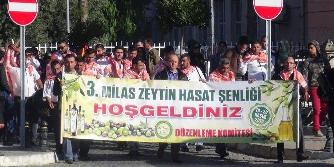Milas 3. Zeytin Hasat Şenliği Başladı
