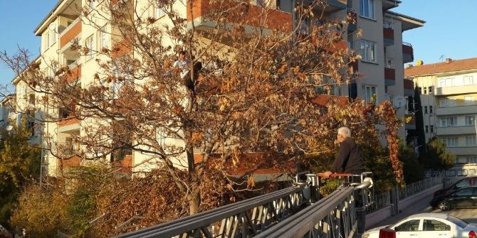 Ağaçta Mahsur Kalan Gencin İmdadına İtfaiye Yetişti