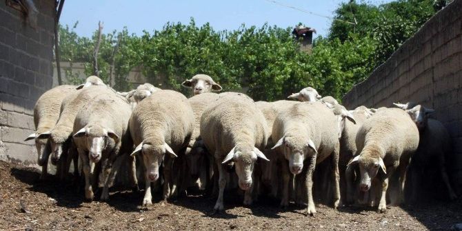 Hayvan Fuarı Çocuklarla Buluşuyor