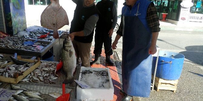 Mudanya’da Balık Bereketi