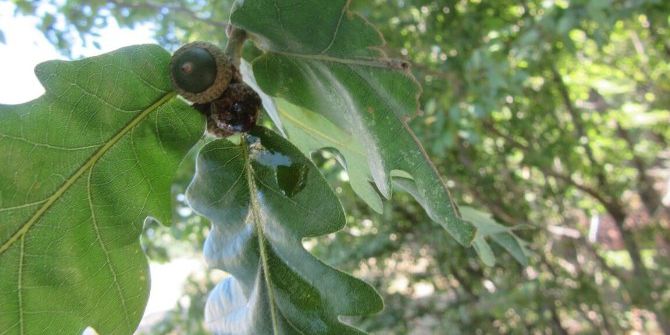 Meşe Balı Antioksidan Deposu