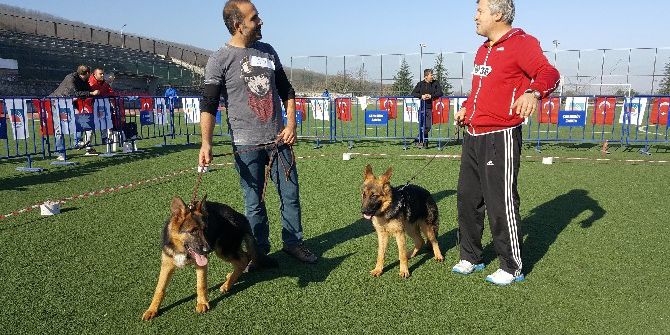 Alman Çoban Köpekleri Türkiye Şampiyonası İçin Yarıştı