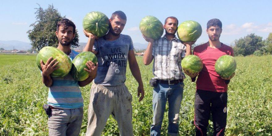 Bafra Karpuzu Yok Satıyor