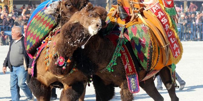 Manisa’da 56 Yıl Sonra Deve Güreşi Coşkusu
