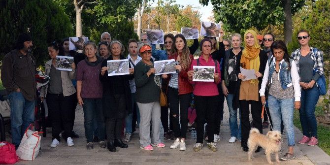 Antalya’daki Kedi Katliamına Tepkiler Sürüyor