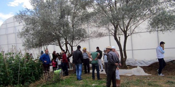 Zeytin Toplarken Canından Oluyordu