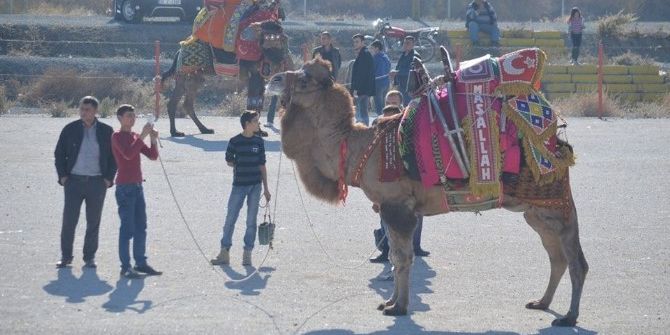 Burhaniye’de Develere Törenle Havut Giydirildi