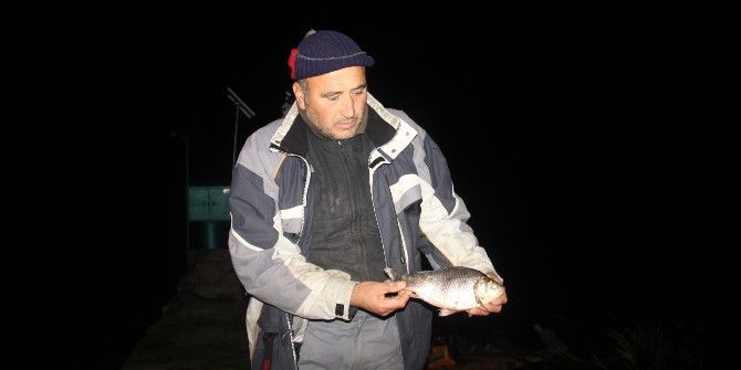 Baraj Ve Göller ‘İsrail Sazanı’ Tehdidi Altında