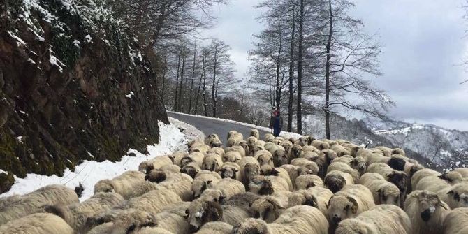 Çobanların Yayladan Dönüşü Sürüyor