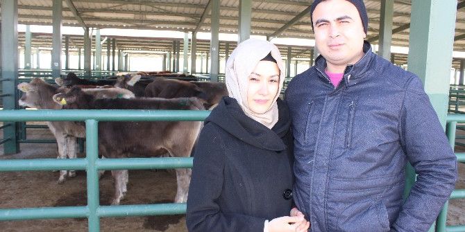 Tavşanlı’da 15 Bayan Çiftçiye Düve