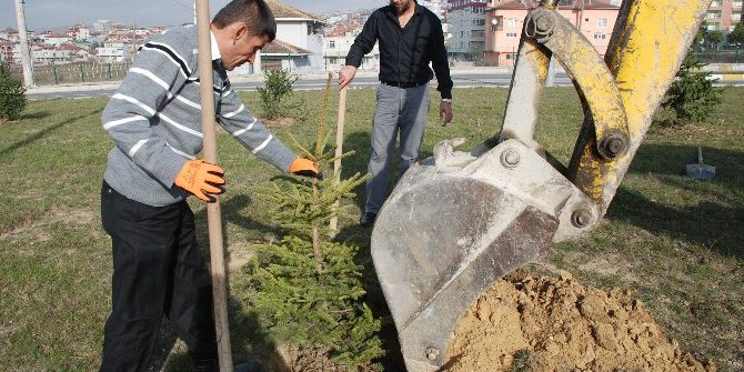 Yeşil Bir Kavak İçin Çalışmalar Sürüyor