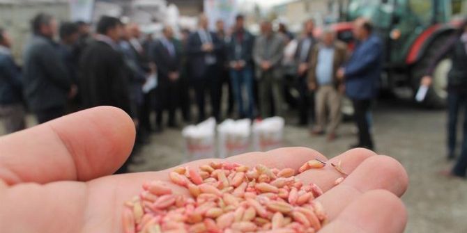 Yem Bitkisi Tritikale, Desteklerle Yaygınlaşıyor