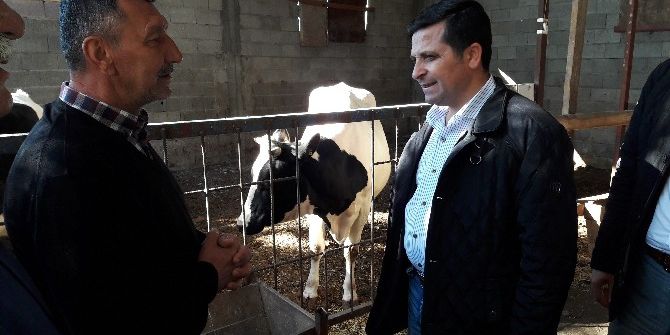 Erzin’de 8 Aileye Süt Sığırı Dağıtıldı