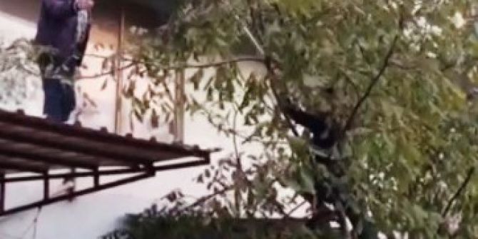 Bir Garip Kedi Kurtarma Operasyonu