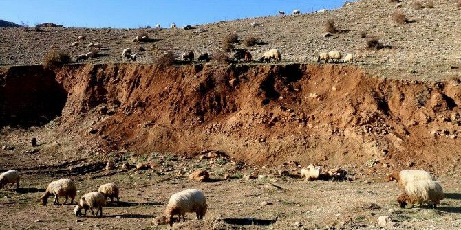 Kaybolan Sürüye Kurt Saldırdı: 51 Koyun Telef Oldu